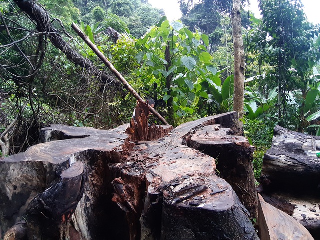 Hà Giang xác nhận hơn 700m3 gỗ nghiến cổ thụ bị tàn phá trong Vườn quốc gia Du Già - Ảnh 3.