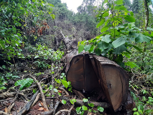 Hà Giang xác nhận hơn 700m3 gỗ nghiến cổ thụ bị tàn phá trong Vườn quốc gia Du Già - Ảnh 5.