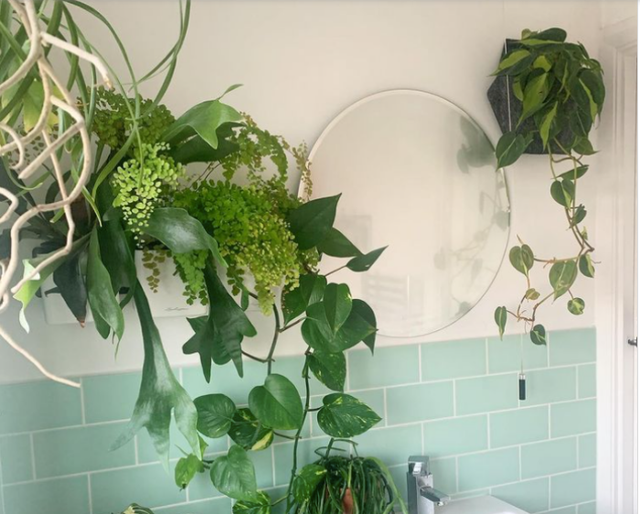 9 ý tưởng độc đáo tạo vườn treo xanh tươi, đẹp mắt trong phòng tắm nhỏ cho những ngày ở nhà giãn cách - Ảnh 1.