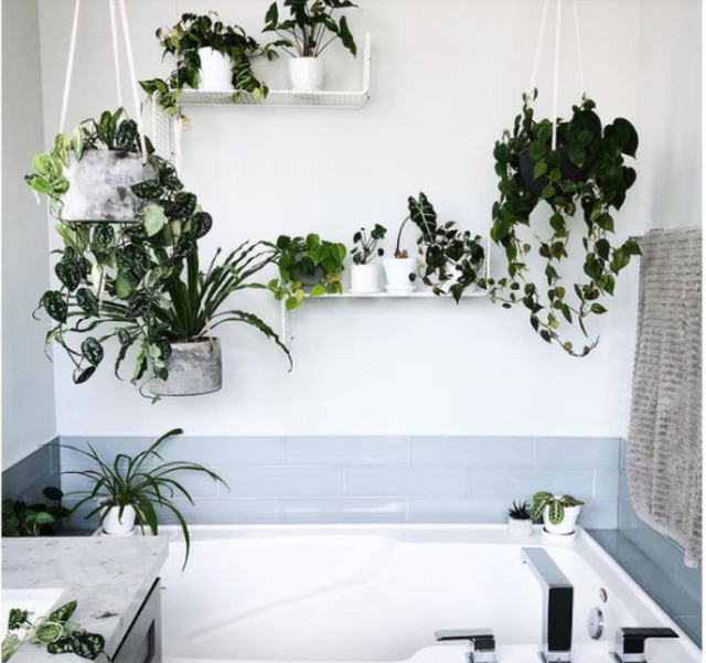 9 ý tưởng độc đáo tạo vườn treo xanh tươi, đẹp mắt trong phòng tắm nhỏ cho những ngày ở nhà giãn cách - Ảnh 8.