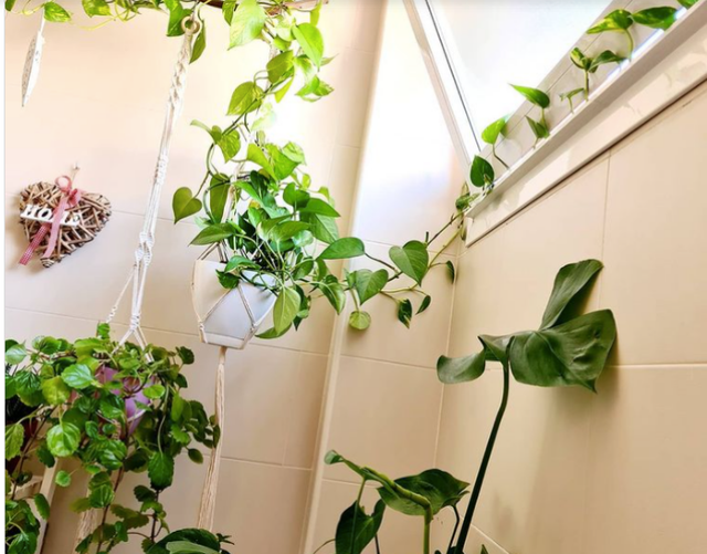 9 ý tưởng độc đáo tạo vườn treo xanh tươi, đẹp mắt trong phòng tắm nhỏ cho những ngày ở nhà giãn cách - Ảnh 9.