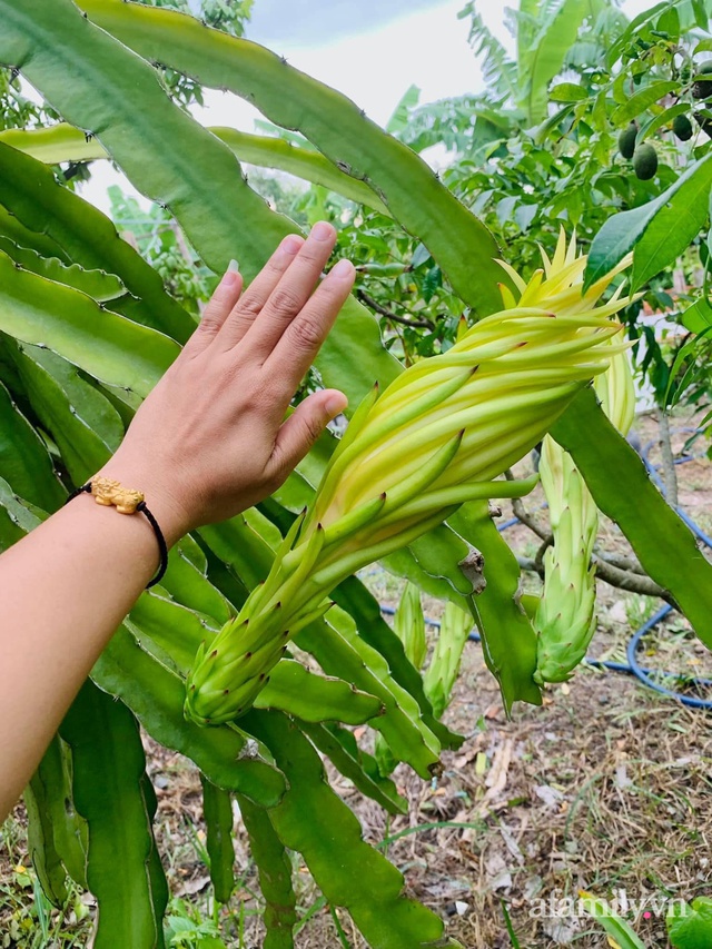 Cả gia đình may mắn có thể sống an yên giữa dịch nhờ ao cá, vườn cây xanh mát ở Bạc Liêu - Ảnh 23.