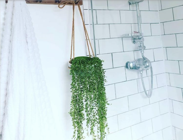 9 ý tưởng độc đáo tạo vườn treo xanh tươi, đẹp mắt trong phòng tắm nhỏ cho những ngày ở nhà giãn cách - Ảnh 5.