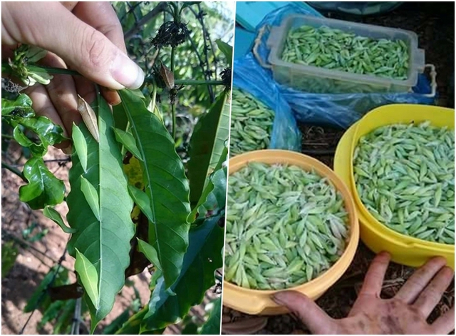 Nhắc đến s&acirc;u nhiều chị em chạy t&eacute; kh&oacute;i nhưng nhộng của lo&agrave;i s&acirc;u n&agrave;y lại l&agrave; đặc sản vạn người m&ecirc; - Ảnh 1.