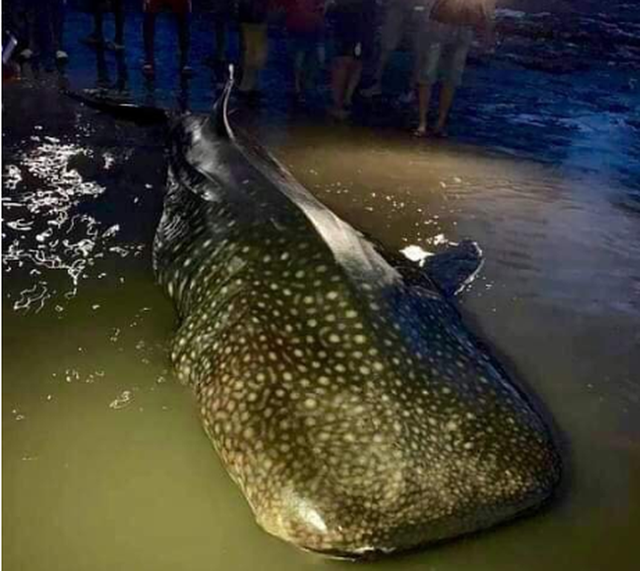 Phát hiện con cá lớn nặng khoảng 1 tấn trôi dạt vào bãi biển  - Ảnh 1.