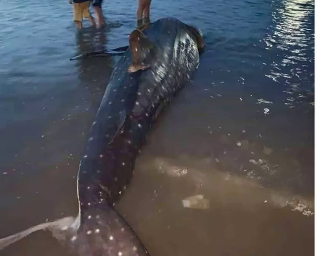  Phát hiện con cá lớn nặng khoảng 1 tấn trôi dạt vào bãi biển  - Ảnh 2.