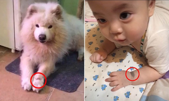  Chó cưng vừa qua đời, bà mẹ kinh ngạc khi thấy dấu hiệu lạ trên người đứa con mới sinh - Ảnh 2.