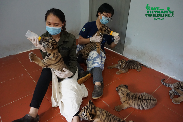 Hình ảnh đáng yêu của 7 hổ con Đông Dương sau 10 ngày được giải cứu - Ảnh 2.