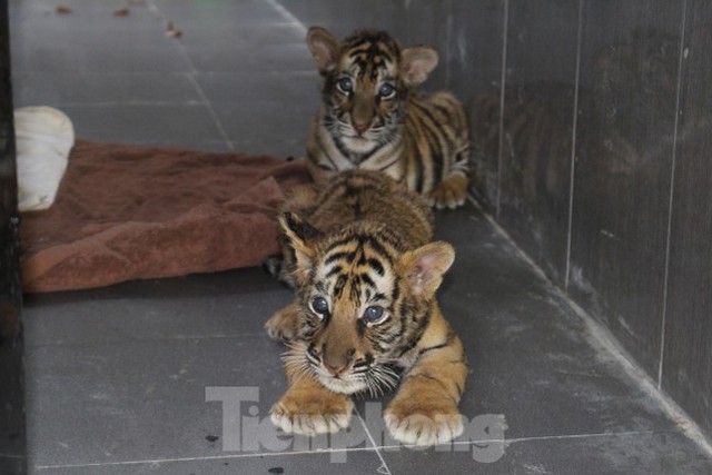 Hình ảnh đáng yêu của 7 hổ con Đông Dương sau 10 ngày được giải cứu - Ảnh 4.