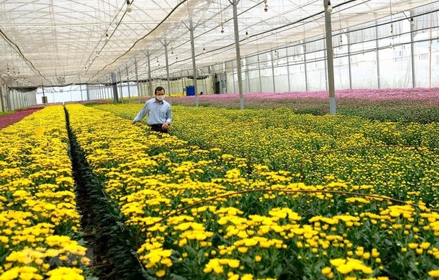 Lâm Đồng cần giải cứu hàng trăm triệu cành hoa, có loại 10.000 đồng/kg - Ảnh 1.