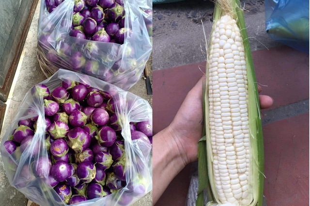 Không thể tiêu thụ nông sản vì dịch COVID-19, nông dân Hà Nội chấp nhận cắt lỗ, “đại hạ giá” chỉ từ 5.000 đồng/kg rau - Ảnh 2.