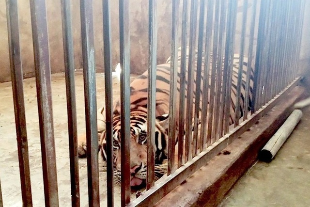 Diễn biến mới vụ nuôi nhốt 17 con hổ trái phép ở Nghệ An - Ảnh 1.