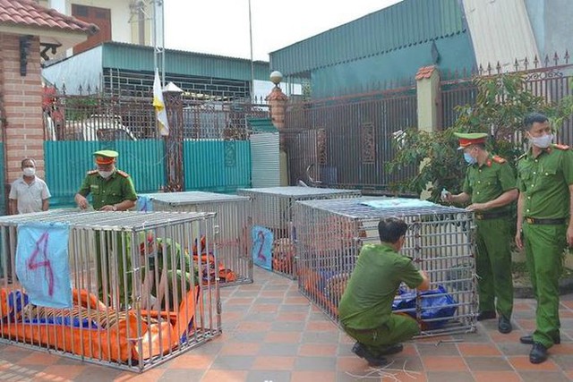 Khởi tố bị can, bắt tạm giam người nuôi nhốt 14 con hổ tại nhà - Ảnh 1.