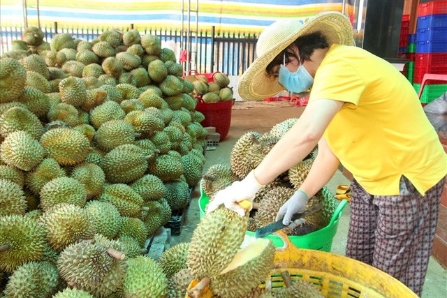 Sốc: Sầu riêng rớt giá còn 8.000 đồng/kg  - Ảnh 2.