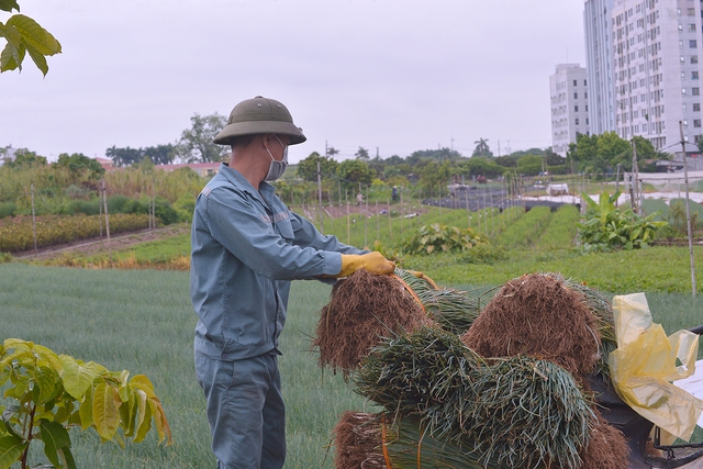 Bị ảnh hưởng bởi dịch, hàng loạt nông dân làng hoa Tây Tựu chuyển sang canh tác rau - Ảnh 9.