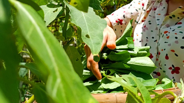 Thịt băm bọc thứ lá tưởng chỉ dùng để ăn quả này được món ăn độc lạ lại vô cùng hao cơm, khi nấu thơm lừng cả căn bếp - Ảnh 2.