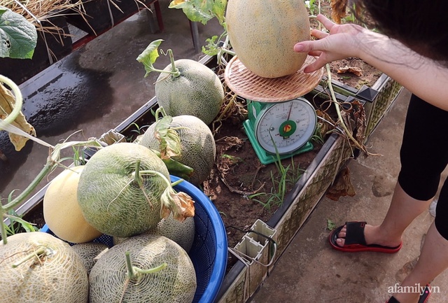 Sở hữu sân thượng đủ loại rau và trái cây sạch, mẹ trẻ yên tâm cùng gia đình đi qua mùa dịch ở Thái Bình - Ảnh 12.