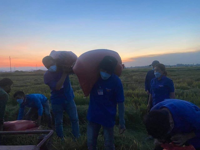 Đoàn viên thanh niên Hà Tĩnh vừa phòng dịch vừa giúp dân thu hoạch lúa - Ảnh 3.