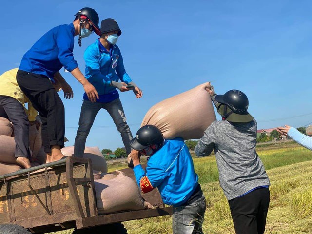 Đoàn viên thanh niên Hà Tĩnh vừa phòng dịch vừa giúp dân thu hoạch lúa - Ảnh 11.
