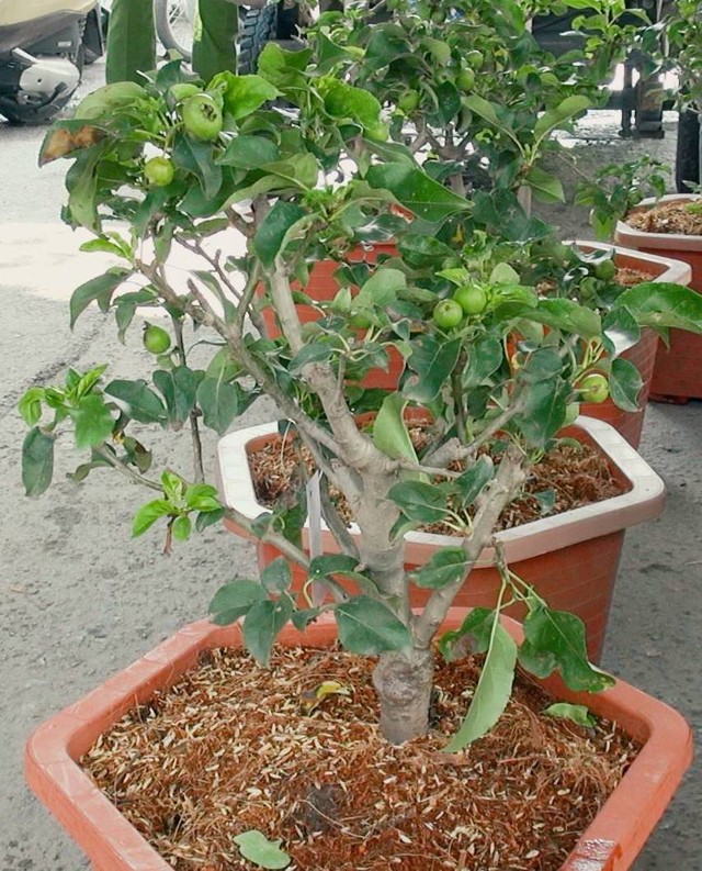 Số nhận những c&acirc;y t&aacute;o từng được trồng trong khu phong tỏa ở TP.HCM c&aacute;ch đ&acirc;y gần 3 th&aacute;ng hiện ra sao? - Ảnh 3.