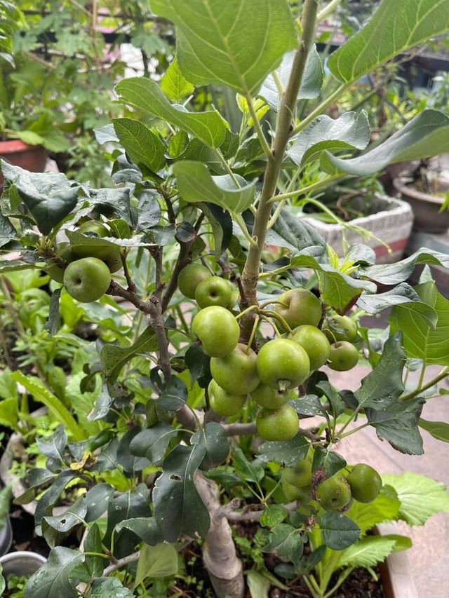 Số nhận những c&acirc;y t&aacute;o từng được trồng trong khu phong tỏa ở TP.HCM c&aacute;ch đ&acirc;y gần 3 th&aacute;ng hiện ra sao? - Ảnh 4.
