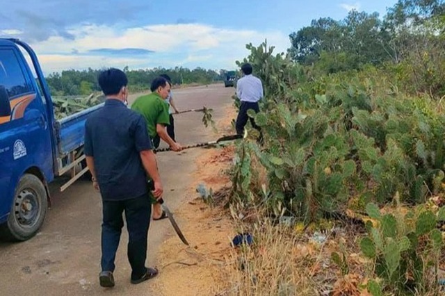  Độc chiêu làm hàng rào chống dịch bằng... gai xương rồng  - Ảnh 3.