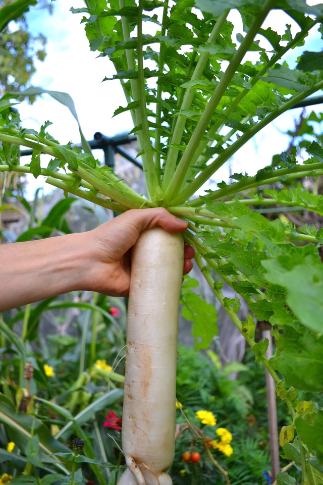 Bà mẹ rủ hai cô con gái cùng làm vườn tạo kho thực phẩm đủ chất cho gia đình - Ảnh 25.