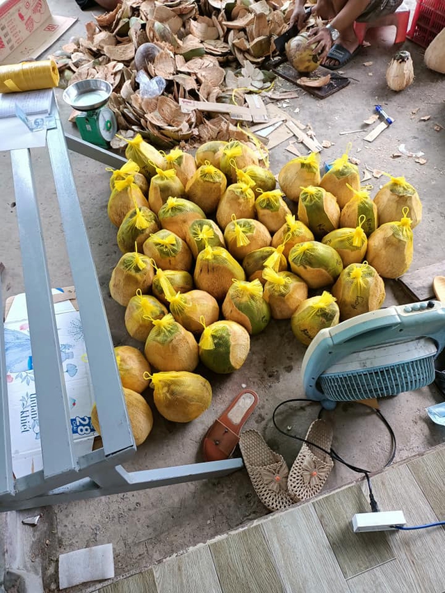300.000 đồng/quả dừa sáp vẫn được săn đón “bất chấp” COVID-19 - Ảnh 4.