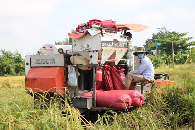 Bộ đội giúp người dân thu hoạch lúa - Ảnh 2.