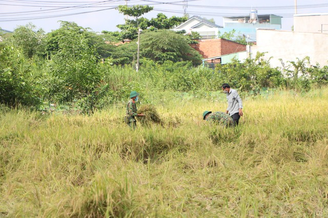 Bộ đội giúp người dân thu hoạch lúa - Ảnh 3.