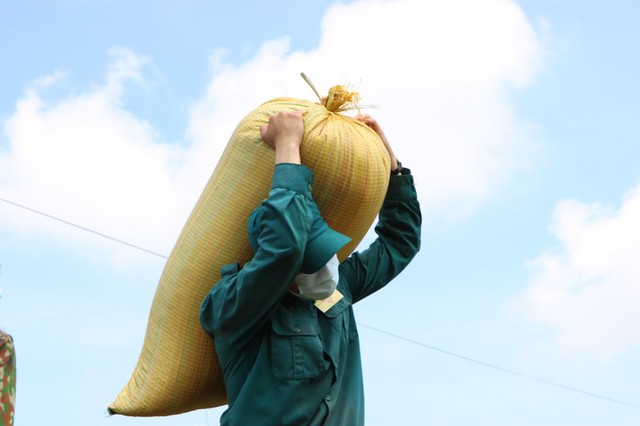 Bộ đội giúp người dân thu hoạch lúa - Ảnh 6.
