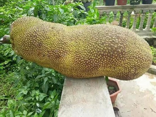 Lo&agrave;i m&iacute;t ngoại lai hiếm c&oacute; kh&oacute; t&igrave;m, quả d&agrave;i cả m&eacute;t như đột biến - Ảnh 1.