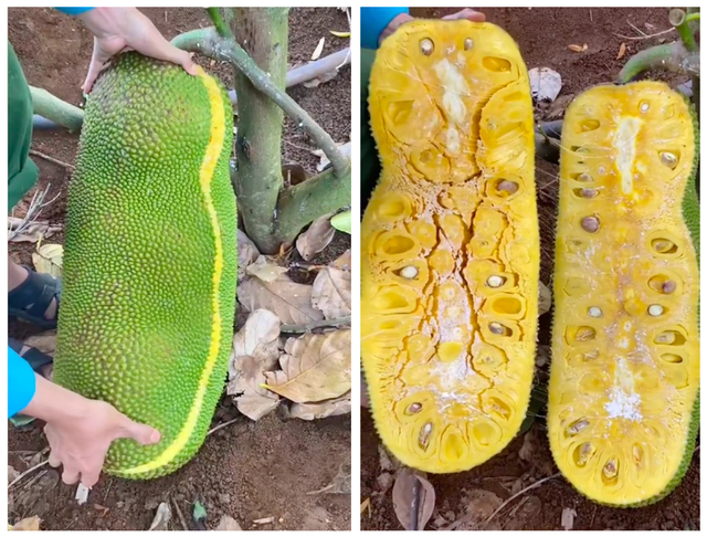 Lo&agrave;i m&iacute;t ngoại lai hiếm c&oacute; kh&oacute; t&igrave;m, quả d&agrave;i cả m&eacute;t như đột biến - Ảnh 2.