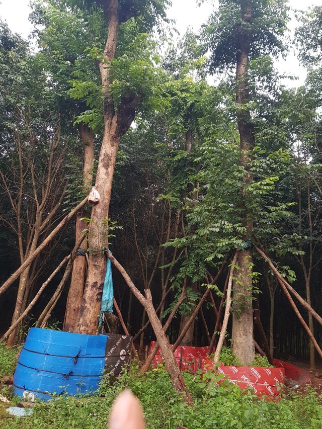 Điểm mua cây xanh công trình uy tín mùa dịch COVID– Cây xanh Bình Long - Ảnh 3.