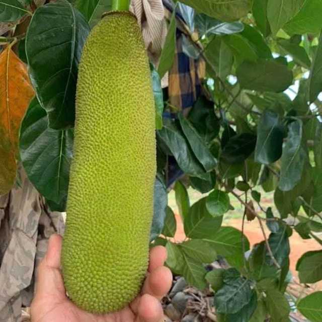 Lo&agrave;i m&iacute;t ngoại lai hiếm c&oacute; kh&oacute; t&igrave;m, quả d&agrave;i cả m&eacute;t như đột biến - Ảnh 4.