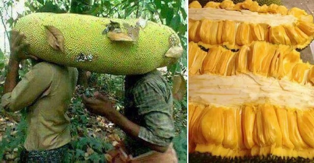 Lo&agrave;i m&iacute;t ngoại lai hiếm c&oacute; kh&oacute; t&igrave;m, quả d&agrave;i cả m&eacute;t như đột biến - Ảnh 6.