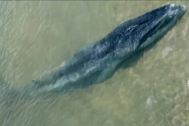  Một con cá voi dài 7 mét trôi dạt vào bờ biển Hà Tĩnh  - Ảnh 1.