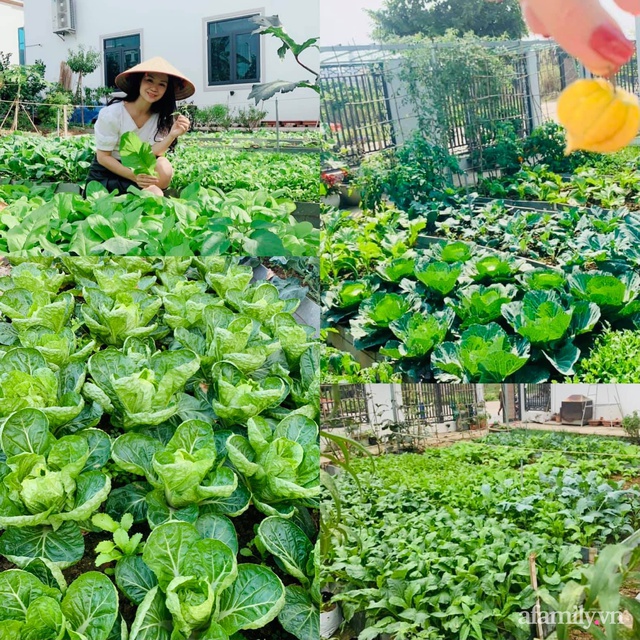 Mẹ đảm tự tay cải tạo mảnh đất trống thành trang trại rau quả chẳng thiếu thứ gì ở Quảng Ninh - Ảnh 14.