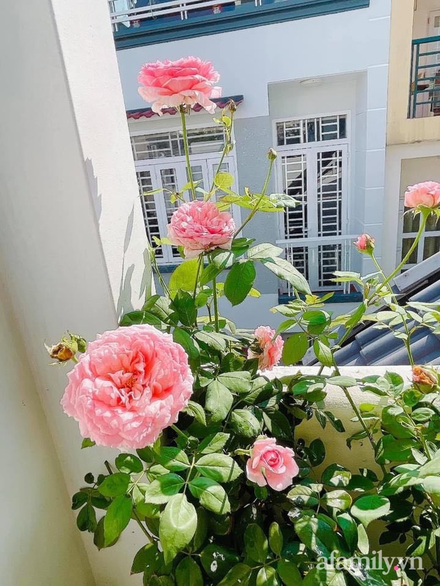 Khoảng sân thượng nhỏ đầy đủ rau sạch và hoa tươi của mẹ đảm ở Sài Gòn - Ảnh 27.