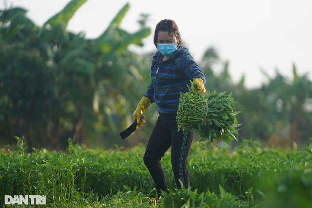 Hàng nghìn bó rau nghĩa tình gửi tặng người dân vùng dịch ở TPHCM - Ảnh 6.