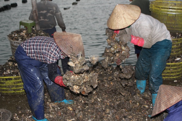 Quảng Ninh: Hàu sữa rớt giá vì dịch COVID-19, ngư dân trắng đêm thu hoạch - Ảnh 3.