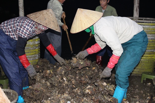 Quảng Ninh: Hàu sữa rớt giá vì dịch COVID-19, ngư dân trắng đêm thu hoạch - Ảnh 8.