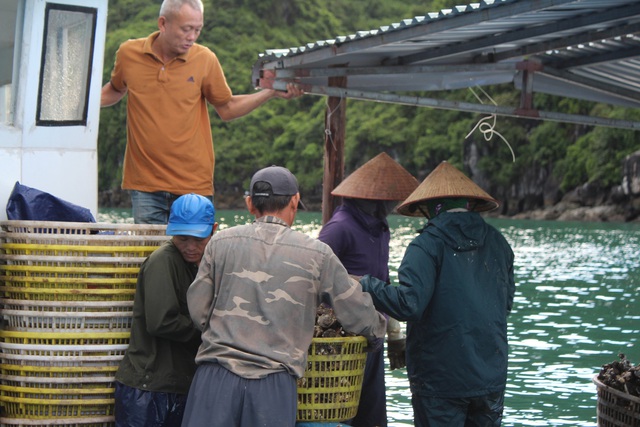 Quảng Ninh: Hàu sữa rớt giá vì dịch COVID-19, ngư dân trắng đêm thu hoạch - Ảnh 10.