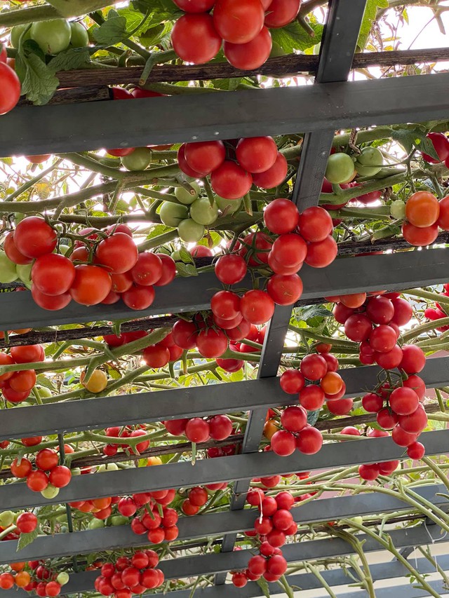 Mẹ đảm Đà Nẵng chia sẻ bí quyết vàng trồng rau quả theo mùa trên sân thượng, quanh năm năng suất trái sai trĩu cành - Ảnh 18.