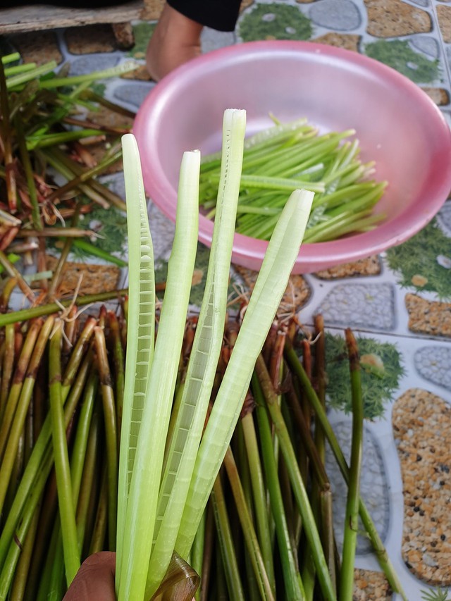 Loại rau miền Tây xưa mọc không ai hái, giờ thành đặc sản nổi tiếng bán trên chợ mạng giá 120.000 đồng/kg - Ảnh 5.