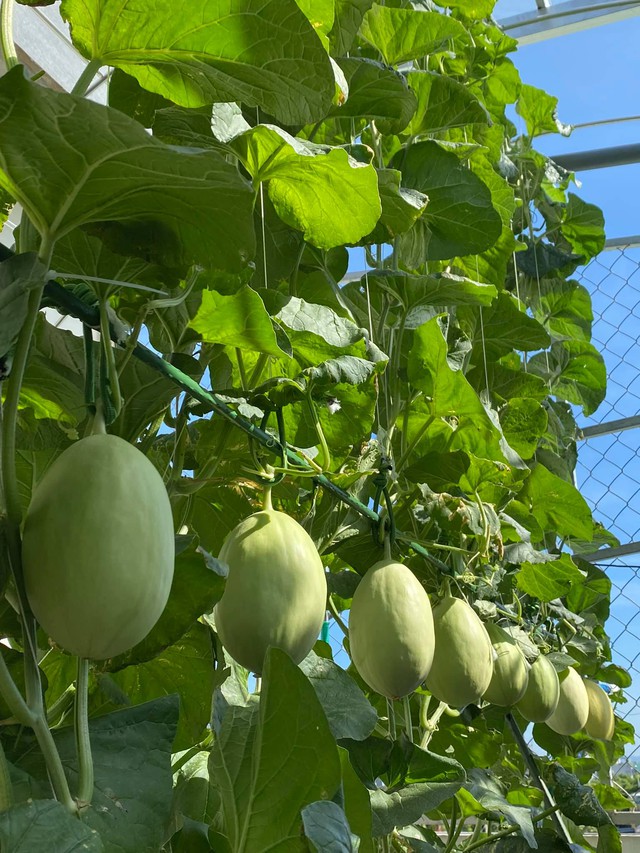 Mẹ đảm Đà Nẵng chia sẻ bí quyết vàng trồng rau quả theo mùa trên sân thượng, quanh năm năng suất trái sai trĩu cành - Ảnh 32.