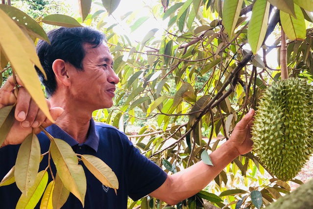  Xen canh trồng cà phê và cây ăn quả, lão nông Gia Lai kiếm tiền tỷ mỗi năm  - Ảnh 1.
