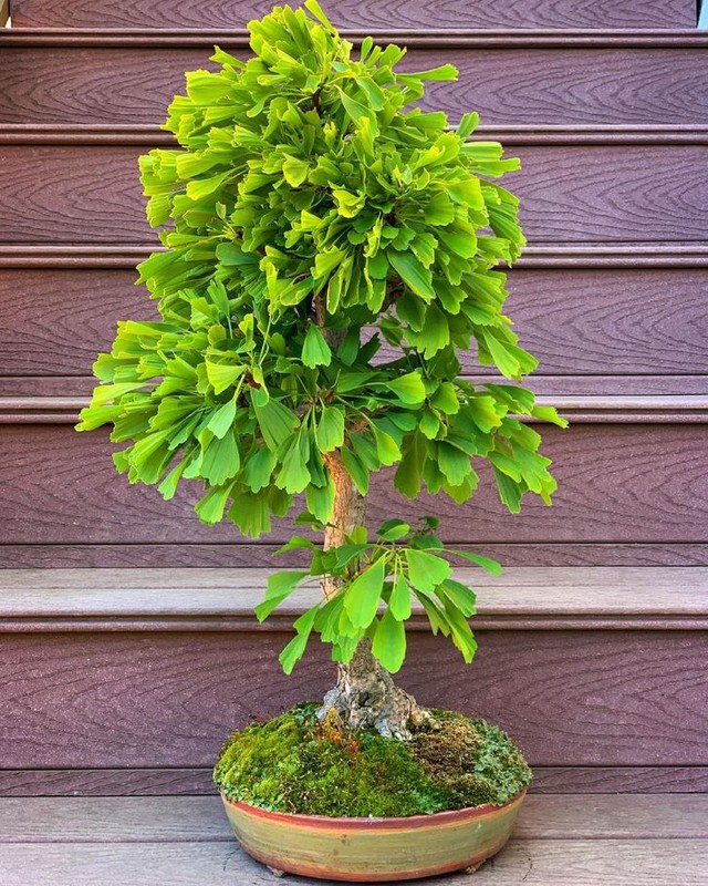 7 loại cây giúp cải thiện sức khỏe hiệu quả khi trồng trong nhà - Ảnh 1.