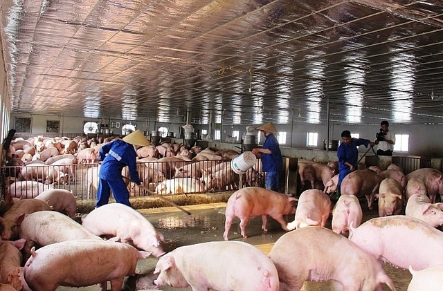 Giá thịt lợn lao dốc, chủ trại nuôi kêu trời vì lỗ tiền tỷ - Ảnh 2.
