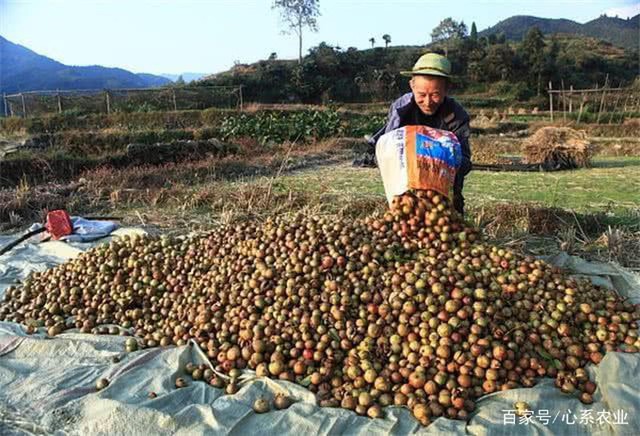 Loại cây mọc đầy ở Việt Nam, có hạt nhìn như phân thỏ, người Trung Quốc nhặt lấy ép ra dầu bán tiền triệu - Ảnh 4.